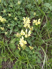 Scutellaria caucasica