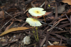 Leucocoprinus fragilissimus