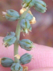 Schoenocaulon dubium