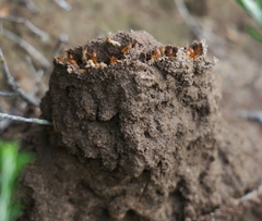 Microhodotermes viator