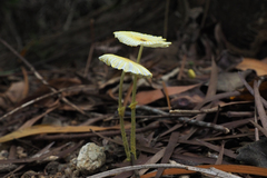 Leucocoprinus fragilissimus