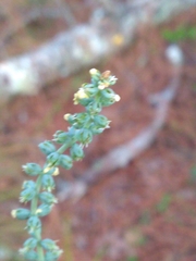 Schoenocaulon dubium