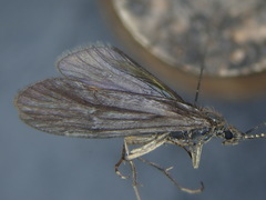 Athripsodes aterrimus