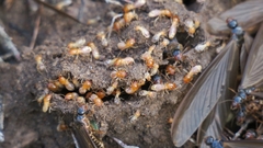 Microhodotermes viator