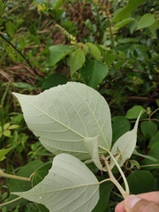 Mallotus apelta