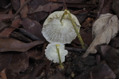 Leucocoprinus fragilissimus