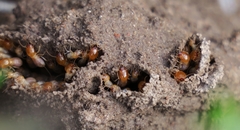 Microhodotermes viator