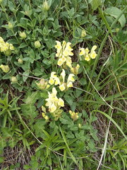 Scutellaria caucasica