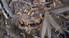 Microhodotermes viator