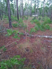 Schoenocaulon dubium