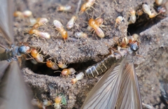 Microhodotermes viator