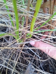 Schoenocaulon dubium