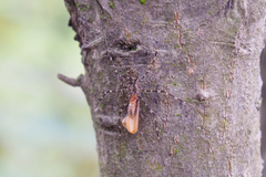 Hersilia striata