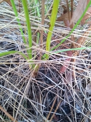 Schoenocaulon dubium