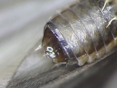 Athripsodes aterrimus