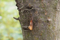 Hersilia striata
