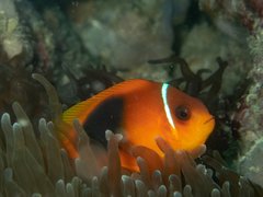Amphiprion ephippium