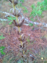 Schoenocaulon dubium