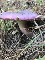 Russula capensis