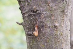 Hersilia striata