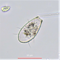 Euglypha