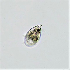Euglypha