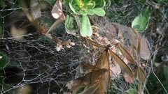 Microhodotermes viator