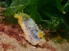 Doriopsilla areolata