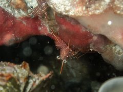 Rhynchocinetes durbanensis