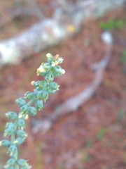 Schoenocaulon dubium