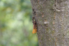 Hersilia striata