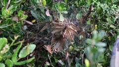 Microhodotermes viator