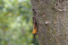 Hersilia striata