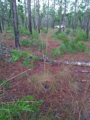 Schoenocaulon dubium