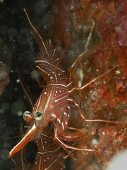 Rhynchocinetes durbanensis