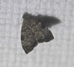 Choreutis melanopepla