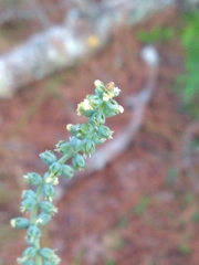 Schoenocaulon dubium