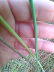 Schoenocaulon dubium