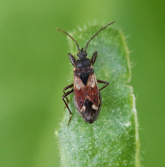 Eremocoris abietis