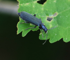 Ischnomera cinerascens