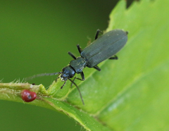 Ischnomera cinerascens