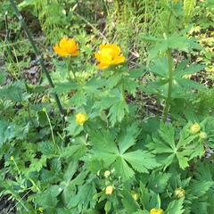Trollius asiaticus