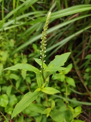 Lysimachia fortunei