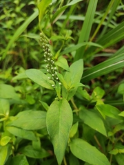 Lysimachia fortunei