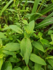 Lysimachia fortunei