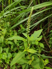 Lysimachia fortunei