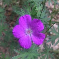 Geranium sanguineum