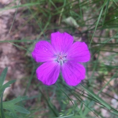 Geranium sanguineum