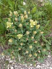 Scutellaria caucasica