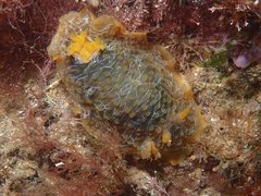 Doriopsilla areolata